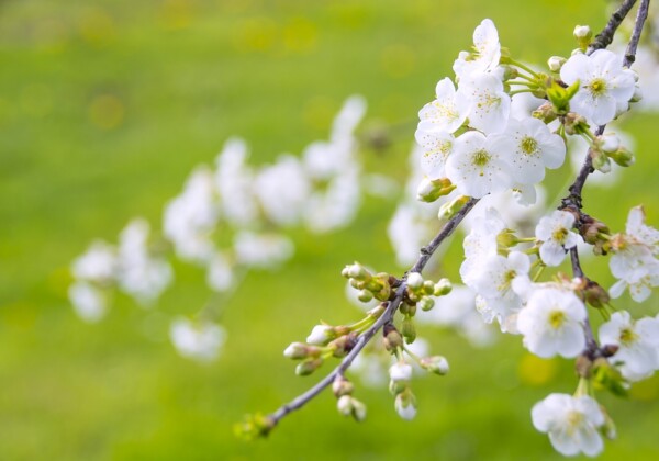 桜の開花