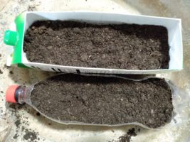 5. 軽く土をかける(トマトの輪切りくらいの厚み)